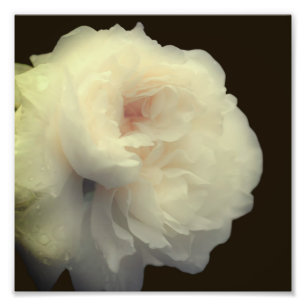 Impression Photo Fleur de rose blanche en pleine floraison 8x8