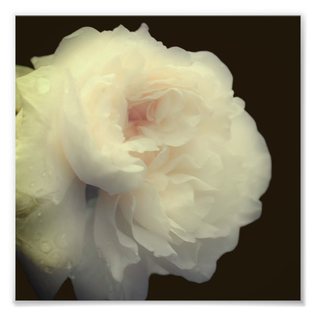 Impression Photo Fleur de rose blanche en pleine floraison 8x8 (Devant)