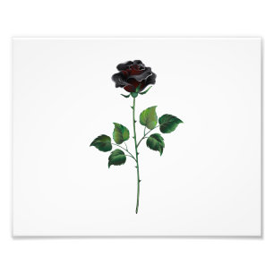 Impression Photo Fleur de rose noire