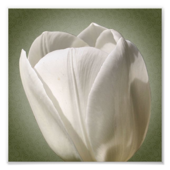 Impression Photo Fleur de tulipe blanche unique 8x8 (Devant)