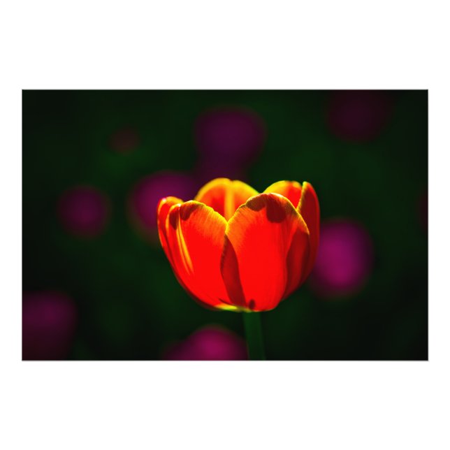 Impression Photo Fleur de tulipe rouge (Devant)