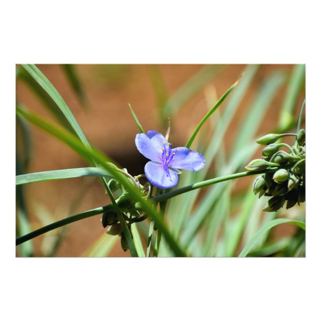 Impression Photo Fleur de verdure (Devant)