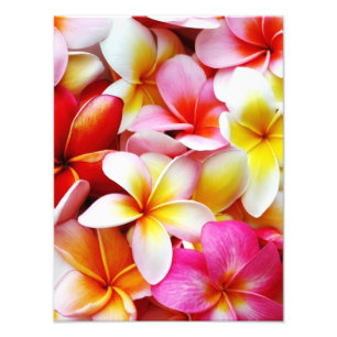 Impression Photo Fleur d'Hawaï de Frangipani de Plumeria customis