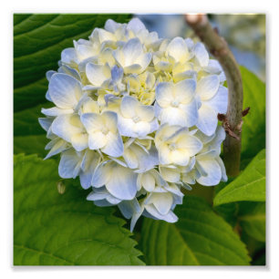 Impression Photo Fleur d'hortensia