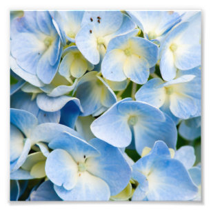 Impression Photo Fleur d'hortensia bleue et blanche