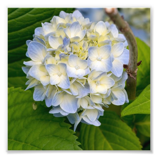 Impression Photo Fleur d'Hydrangea (Devant)
