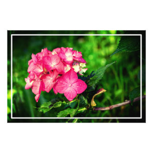 Impression Photo Fleur d'Hydrangée Rose Nature-34694