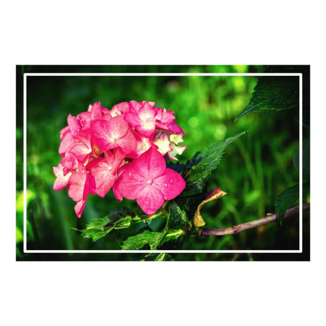 Impression Photo Fleur d'Hydrangée Rose Nature-34694 (Devant)