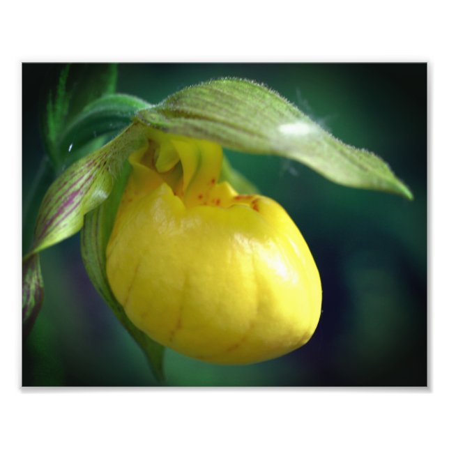 Impression Photo Fleur d'orchidée à chlipper jaune sauvage 8x10 (Devant)