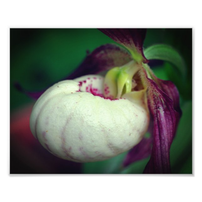 Impression Photo Fleur d'orchidée blanche Lady Slipper Gros plan 8x (Devant)