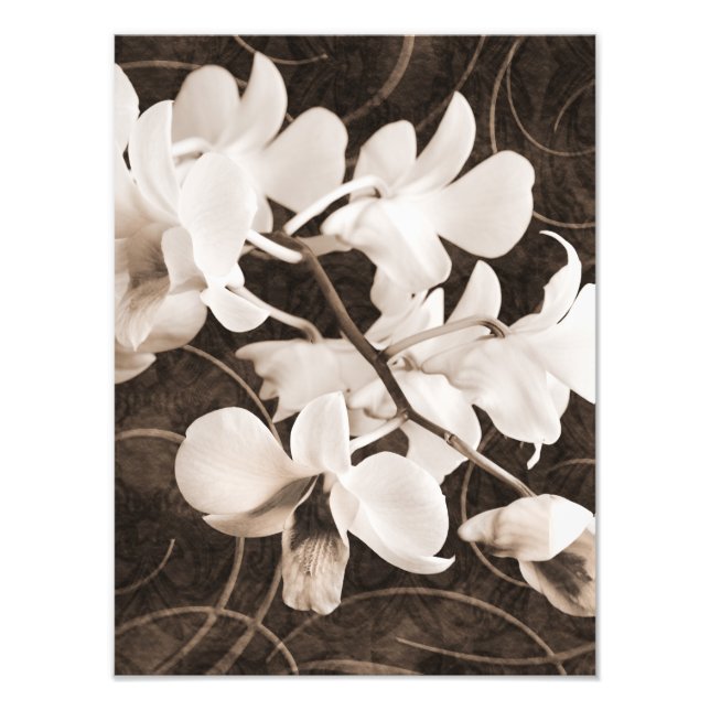 Impression Photo Fleur d'orchidée blanche Sepia Black Arrière - pla (Devant)