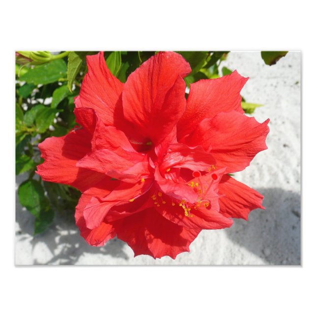 Impression Photo Fleur double hibiscus rouge (Devant)