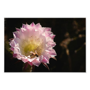 Impression Photo Fleur et abeille de nuit