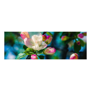 Impression Photo Fleur et bourgeons de pommes de terre