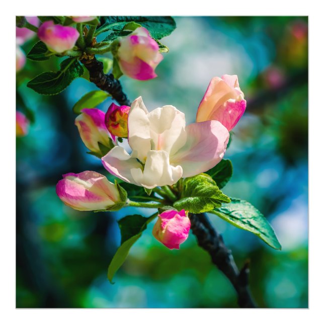 Impression Photo Fleur et bourgeons de pommier sauvage (Devant)