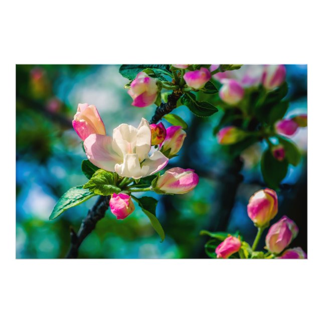 Impression Photo Fleur et bourgeons de pommier sauvage (Devant)