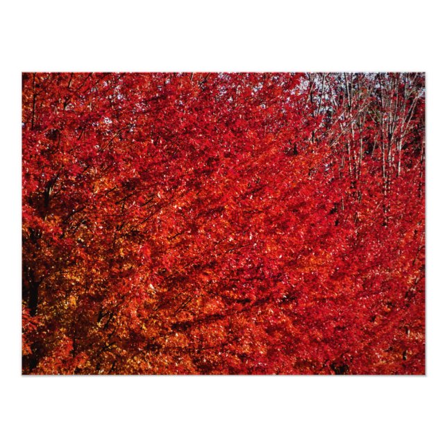 Impression Photo "Fleur et os" (Devant)