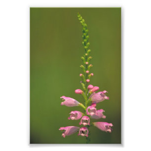 Impression Photo Fleur fausse rose de Dragonhead