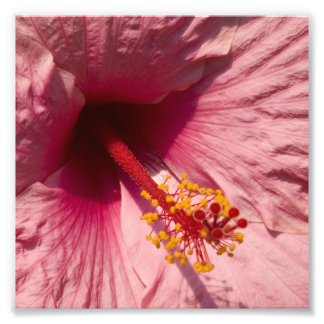 Impression Photo Fleur Hibiscus rose Macro
