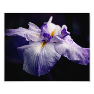 Impression Photo Fleur Iris japonaise intense Fermer 8x10