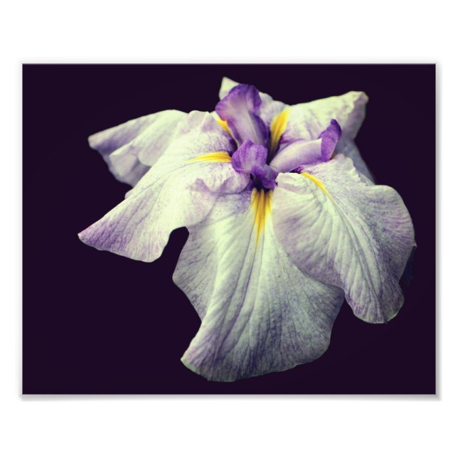 Impression Photo Fleur Iris Japonaise Violet Fermer 8x10 (Devant)