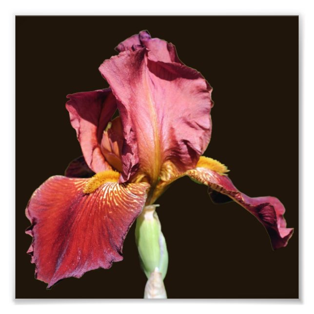 Impression Photo Fleur Iris Portée De Bière Racine 8x8 (Devant)