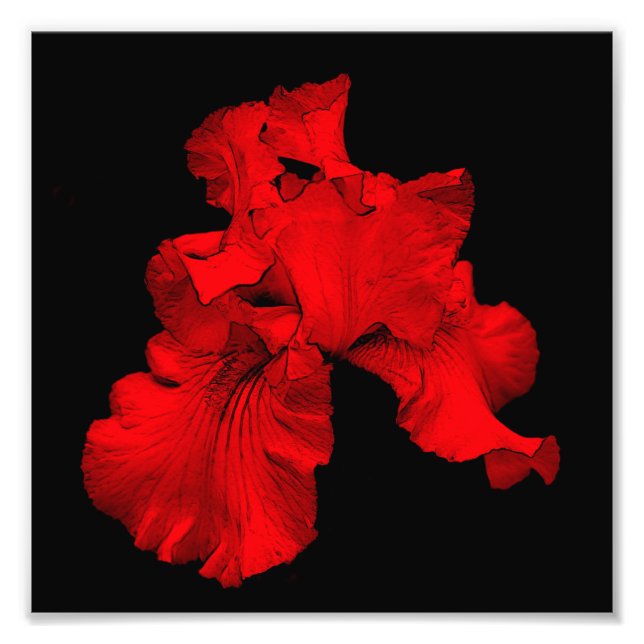 Impression Photo Fleur Iris rouge à chaud Art 8x8 (Devant)