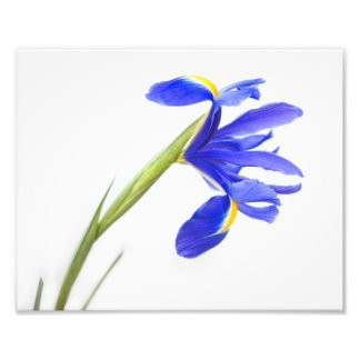 Impression Photo Fleur Iris Violet