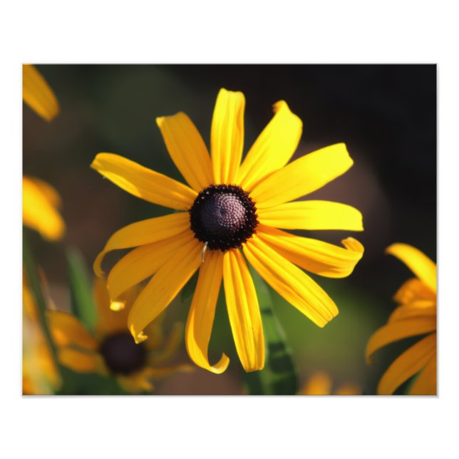 Impression Photo fleur jaune (Devant)