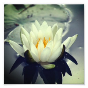 Impression Photo Fleur Lily Lotus Blossom 8x8