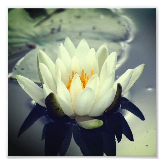 Impression Photo Fleur Lily Lotus Blossom 8x8 (Devant)