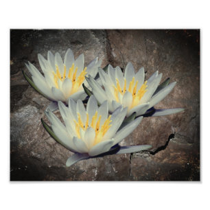 Impression Photo Fleur Lotus Lily D'Eau Sur Pierre 8x10