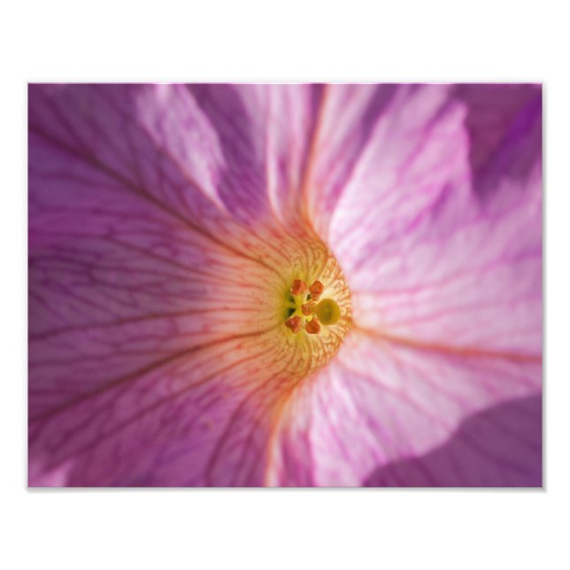 Impression Photo Fleur Magenta (Devant)