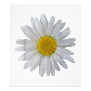 Impression Photo Fleur marguerite blanche, marguerite florissante,