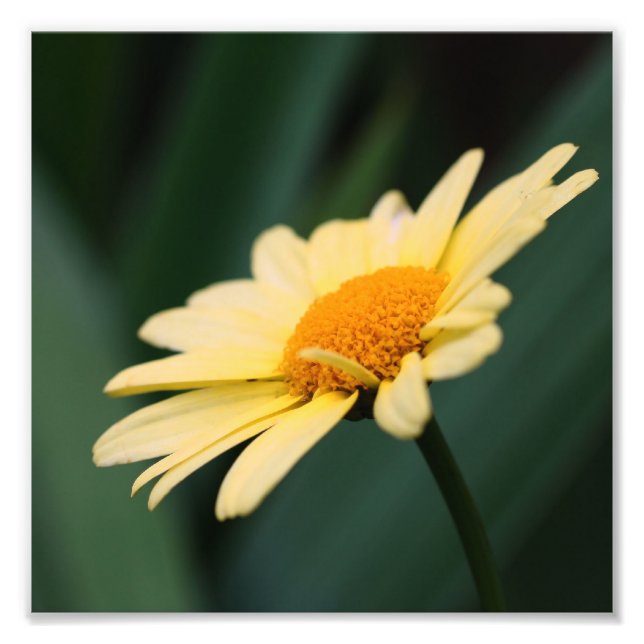 Impression Photo Fleur marguerite jaune Fermer 8x8 (Devant)