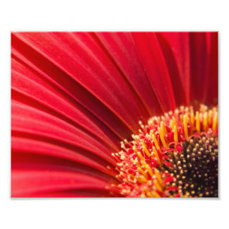 Impression Photo Fleur marron rouge Gerbera Daisy