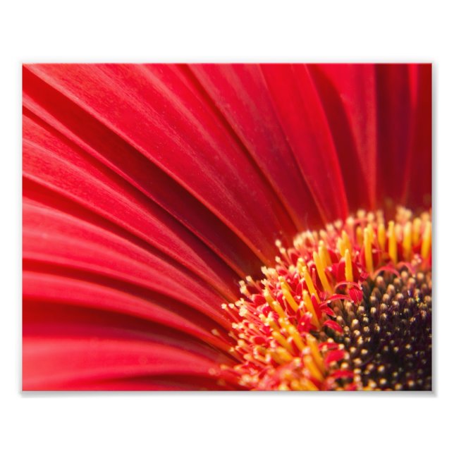 Impression Photo Fleur marron rouge Gerbera Daisy (Devant)