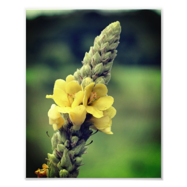 Impression Photo Fleur Mullein Jaune Fluide 8x10 (Devant)