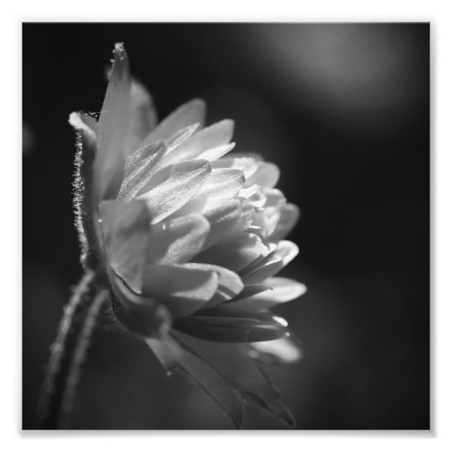Impression Photo Fleur Noir Et Blanc Noir Et Blanc 8x8 (Devant)