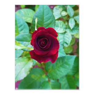 Impression Photo Fleur noire rouge