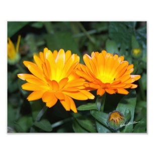 Impression Photo Fleur orange #2204