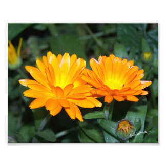 Impression Photo Fleur orange #2204
