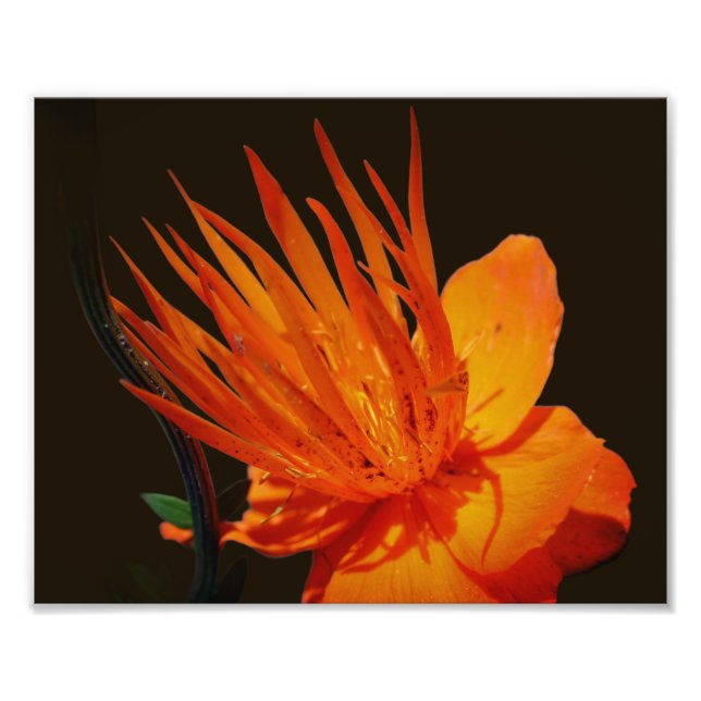 Impression Photo Fleur Orange Au Soleil Floral 8x10 (Devant)