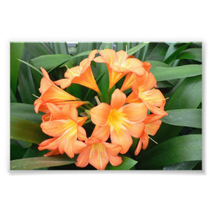 Impression Photo Fleur orange de lis de Bush ou lis natal