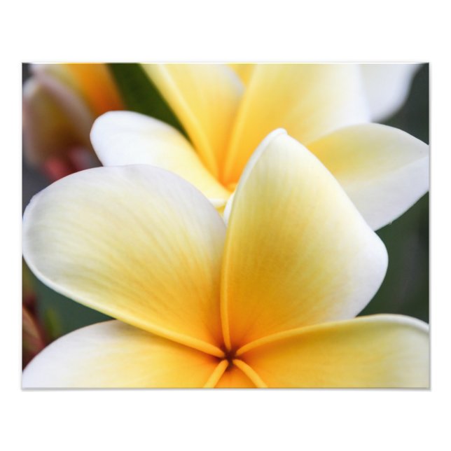 Impression Photo Fleur Plumeria Jaune Frangipani Design Floral (Devant)