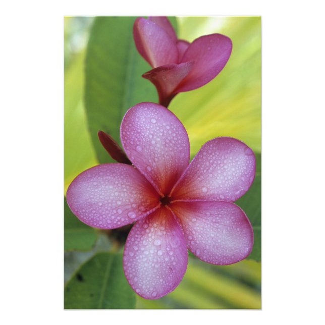 Impression Photo Fleur, Plumeria sp.), Pacifique Sud, Niue (Devant)