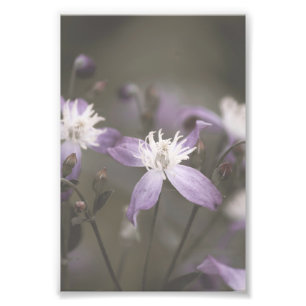 Impression Photo Fleur pourpre foncé fleurs florales