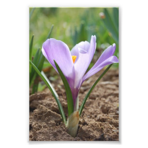Impression Photo Fleur pourpre rose de Vernus de crocus