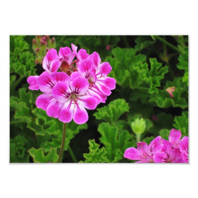 Impression Photo Fleur rose - (Devant)