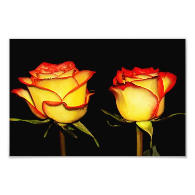 Impression Photo Fleur rose double rouge et jaune (Devant)